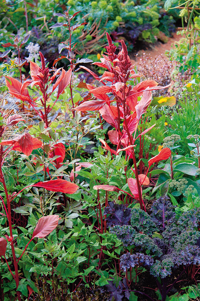Rozmanitou zeleninu na záhonech mohou doplňovat letničky s barevnými listy, například laskavec.
