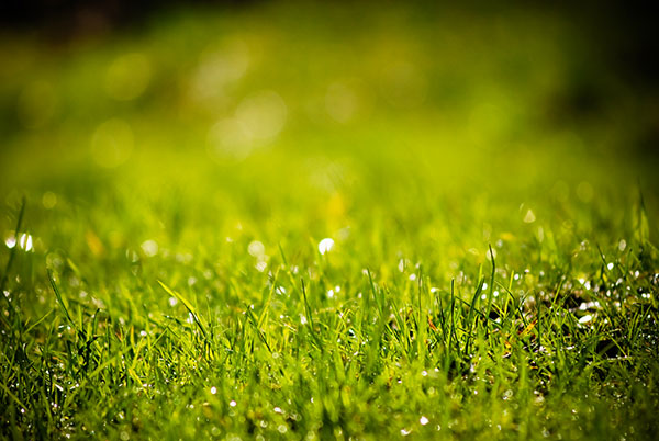 5 kroků ke krásnému a zdravému trávníku. Krok třetí − VÝŽIVA