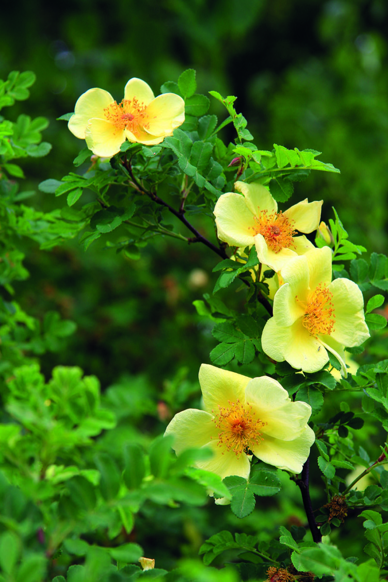 Koncem jara rozkvétá v zahradě půvabná méně častá růže Hugova (Rosa hugonis).