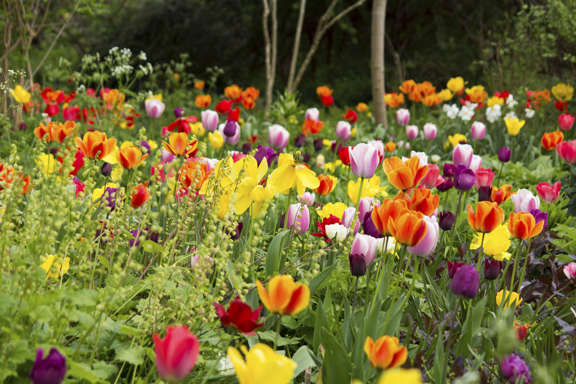 Připravte se na sezónu tulipánů