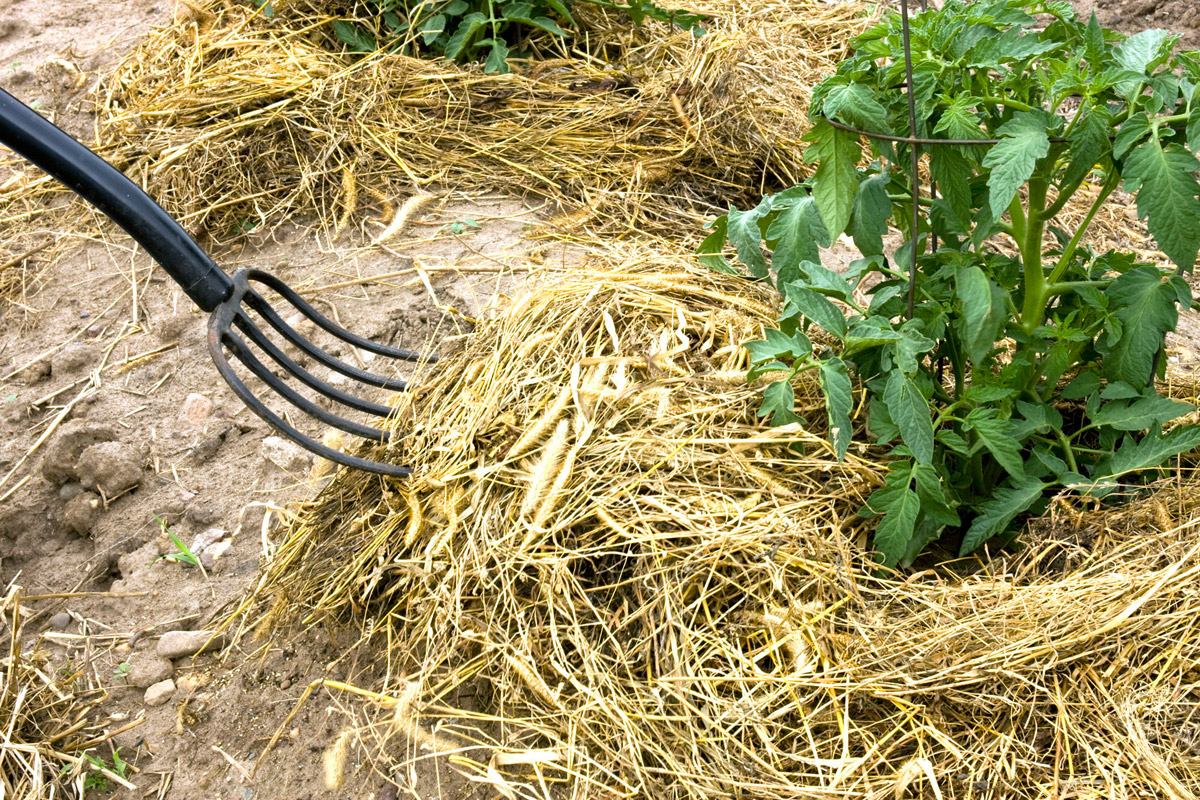 Nastýlání, například slámou, udržuje vlahu déle v půdě. (foto: thinkstock.cz)