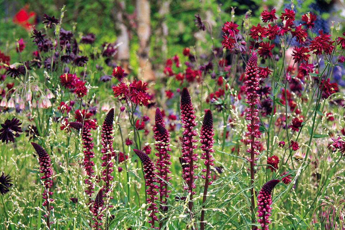 Pestré květinové louky stále více nahrazují klasické, udržované trávníky; výsadby mají přirozenější, bujnější charakter. Foto: Daniel Košťál