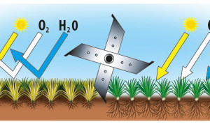 Vertikutace zbavuje půdu tzv. travní plsti (zbytky trávy, mechů, listí atp.) a umožňuje tak trávníku získávat větší přísun kyslíku.schema Mountfield