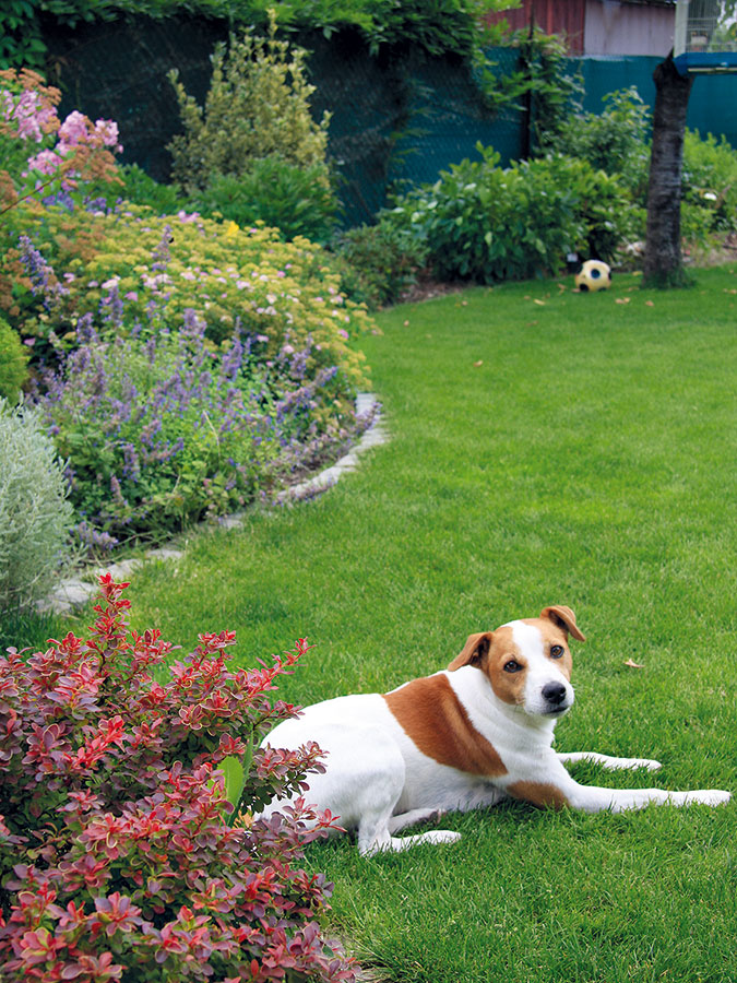 K příjemné atmosféře, která v této velké a slunné zahradě panuje, přispívají i její obyvatelé – mladá rodina, babička a pes Fedor.