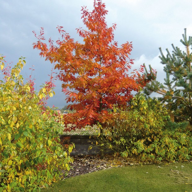 Efekt podzimního zbarvení nepodceňujte. Ačkoliv se to s barvami nemá v zahradě přehánět, pro podzimní období to příliš neplatí. Tyto barevné opadavé krasavce kombinujte se stálezelenými dřevinami, které oceníte především v zimě. FOTO LUCIE PEUKERTOVÁ