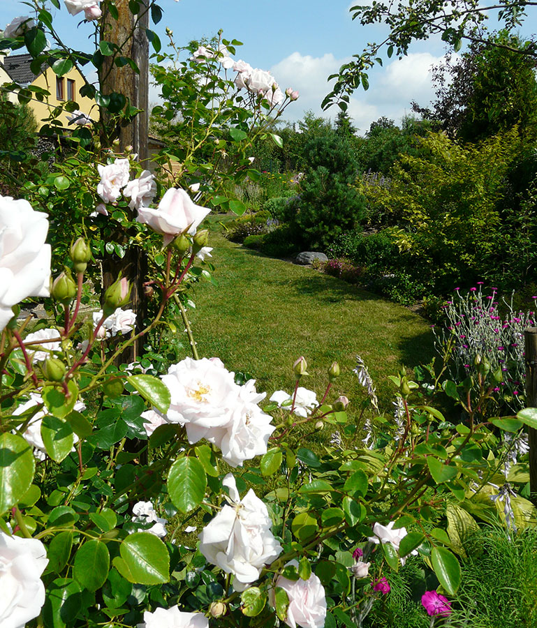 Růže patří do každé anglické či Anglií inspirované zahrady. Mezi oblíbené triky anglických architektů patří osvědčené kombinace trvalek a růží, stejně tak vděčné je sousedství královny květin s pnoucími plaménky.