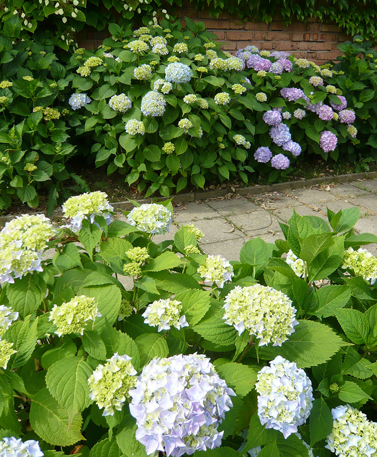 Hortenzii můžete pěstovat v široké barevné škále, nejtypičtější jsou však pro ni modré tóny. FOTO: LUCIE PEUKERTOVÁ