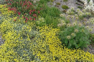Obytná střešní zahrada s převahou na jaře kvetoucích druhů skalniček. FOTO LUCIE PEUKERTOVÁ