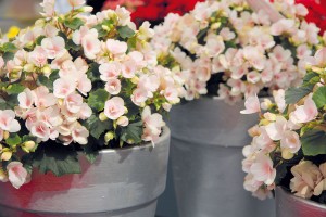 Begonie (Begonia elatior) se díky svým krásným květům těší velké oblibě v moderním i venkovském interiéru.