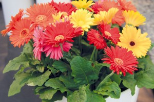 Kvetoucí pokojové gerbery (Gerbera jamesonii) patří k nejúčinnějším čističům vzduchu v domácnostech a jsou vhodné i na terapii barvami.