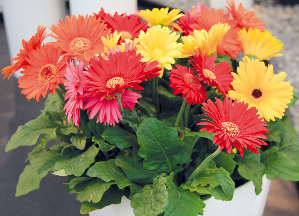Kvetoucí pokojové gerbery (Gerbera jamesonii) patří k nejúčinnějším čističům vzduchu v domácnostech a jsou vhodné i na terapii barvami. FOTO DANIEL KOŠTÁL