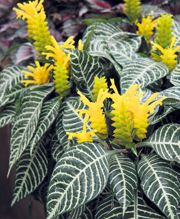 Afelandra (Aphelandra squarrosa) je mohutně působící rostlina, která okouzlí hezkými květy i ozdobnými listy.