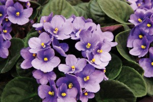 Africké fialky (Saintpaulia ionantha) jsou oblíbené kvetoucí pokojové rostliny.