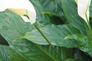 Rostliny v koupelně mohou pomoci při eliminaci škodlivin ve vzduchu. Mnohé druhy orchidejí nebo třeba toulcovky snižují koncentraci formaldehydu. FOTO DANIEL KOŠŤÁL