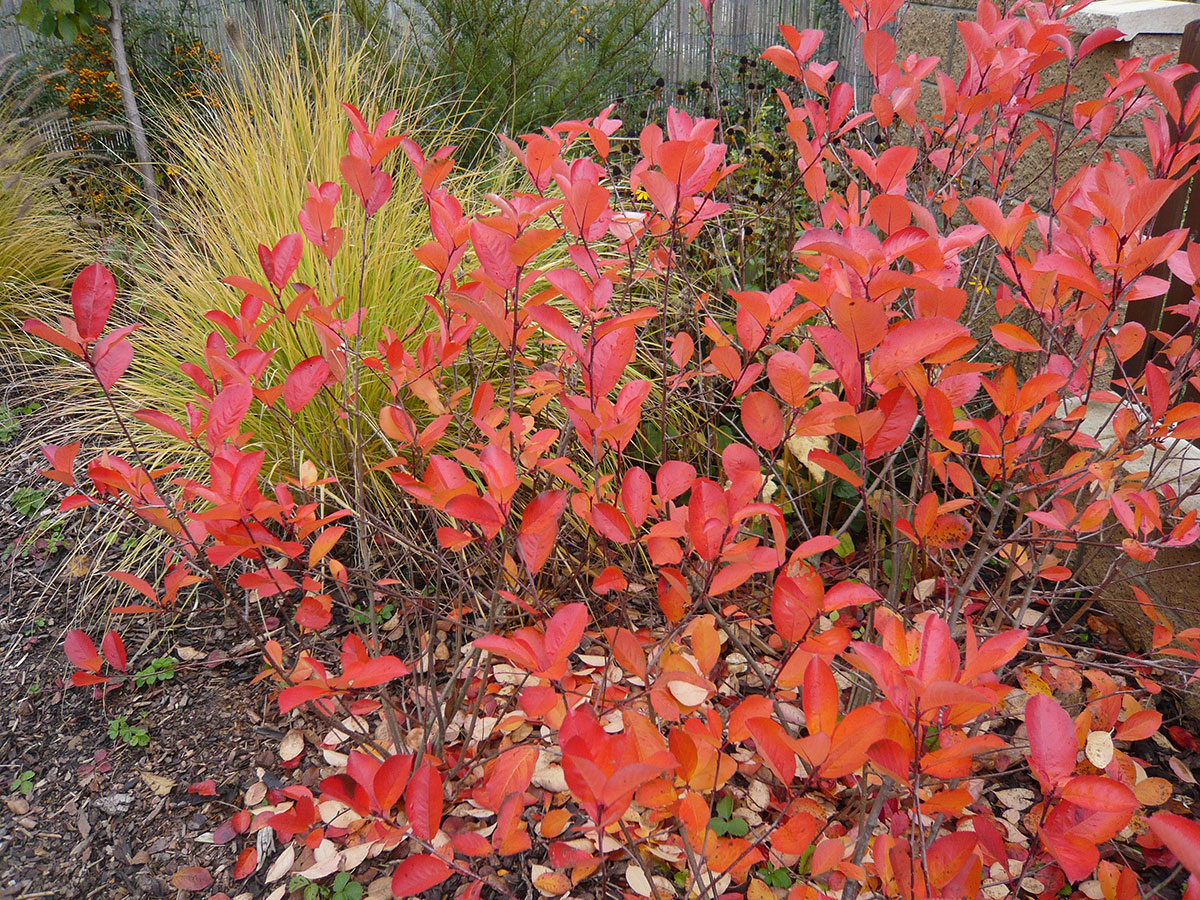 Podzimni-zbarveni-templodce-cernoplodeho
