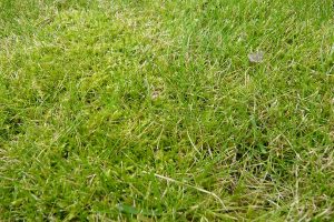 Mech v trávníku jasně poukazuje na nedostatek živin, kyselou půdu a někdy i na zvýšenou vlhkost. foto: Lucie Peukertová