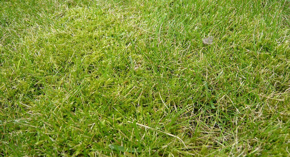 Mech v trávníku jasně poukazuje na nedostatek živin, kyselou půdu a někdy i na zvýšenou vlhkost. foto: Lucie Peukertová