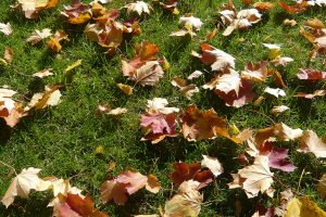 Spadané listí je okrasou celé zahrady, trávníku ale příliš neprospívá. foto: Lucie Peukertová