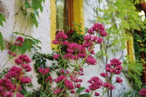 Květiny bezpochyby patří do každé zahrady, v Plavsku ovšem hrají mnohem všestrannější roli, než by se mohlo na první pohled zdát. Nejenže jsou krásné a dotváří tak kolorit venkovské zahrady, ale ve zdejším sortimentu převládají rostliny medonosné, které opylovačům každý rok připraví skvělou hostinu. FOTO LUCIE PEUKERTOVÁ
