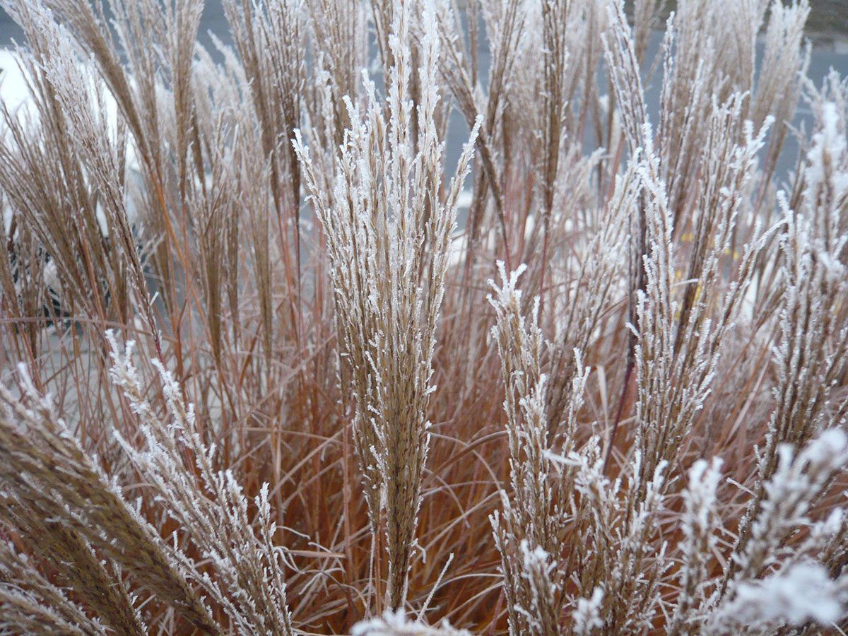 Okrasne travy v zime do zahrady vnasi zcela jiny aspekt nez ostatni rostliny. foto: Lucie Peukertová