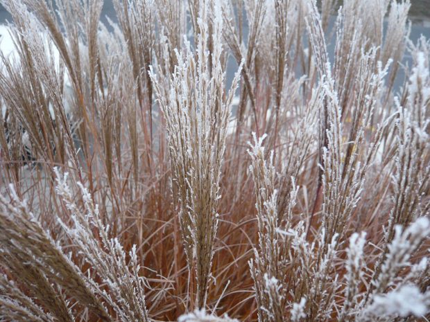 Okrasne travy v zime do zahrady vnasi zcela jiny aspekt nez ostatni rostliny. foto: Lucie Peukertová