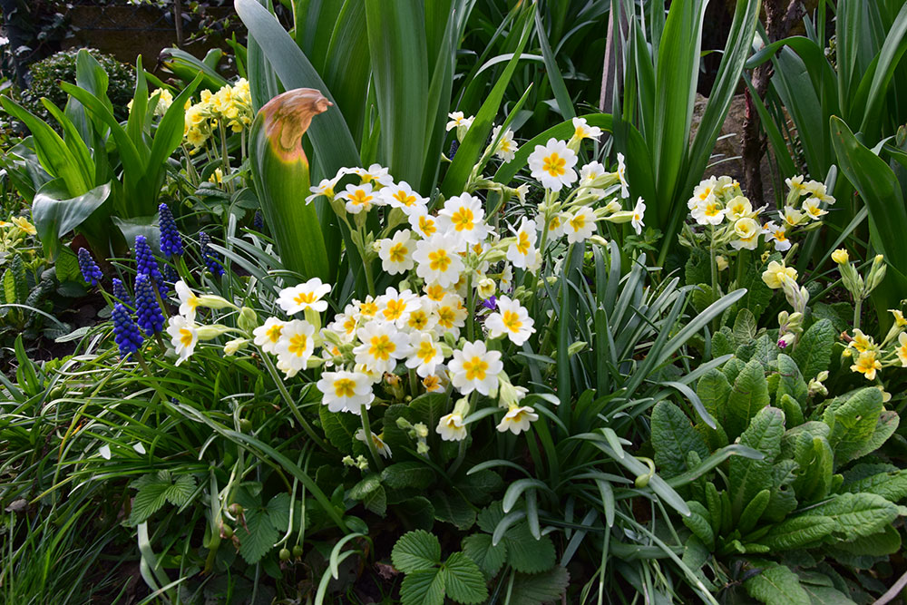 Pri planovani rostlin je nutne pamatovat na zastoupeni trvalek kvetoucich brzy na jare. foto: Lucie Peukertov