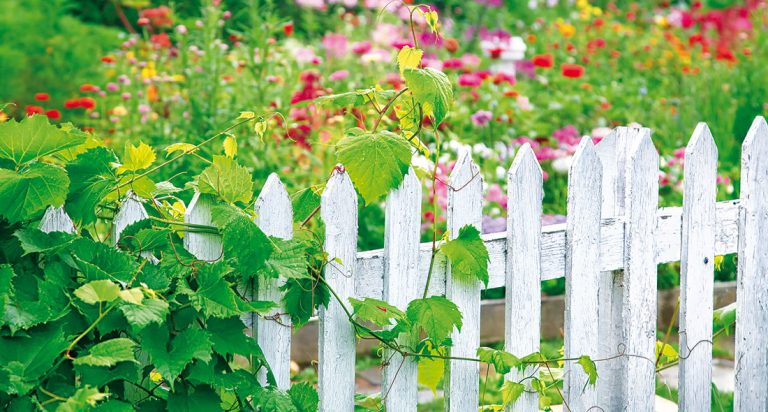 Venkovskou zahradu ohraničte klasickým laťkovým plotem. Bát se nemusíte ani výraznější barvy. Mějte na paměti, že části dílců, které budou ve styku s půdou, je třeba impregnovat. K těmto plotům můžete vysadit růže nebo vyšší letničky, například slunečnice. FOTO ISIFA/SHUTTERSTOCK
