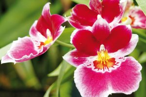 Orchideje patří k mimořádně oblíbeným pokojovým rostlinám. Nejčastěji se můžete setkat s pěstitelsky nenáročným můrovcem, zkušenější pěstitelé mohou zvolit i méně tradiční druh, například oncidium. Další volbou jsou miltonie či extravagantní vandy. foto isifa/shutterstock