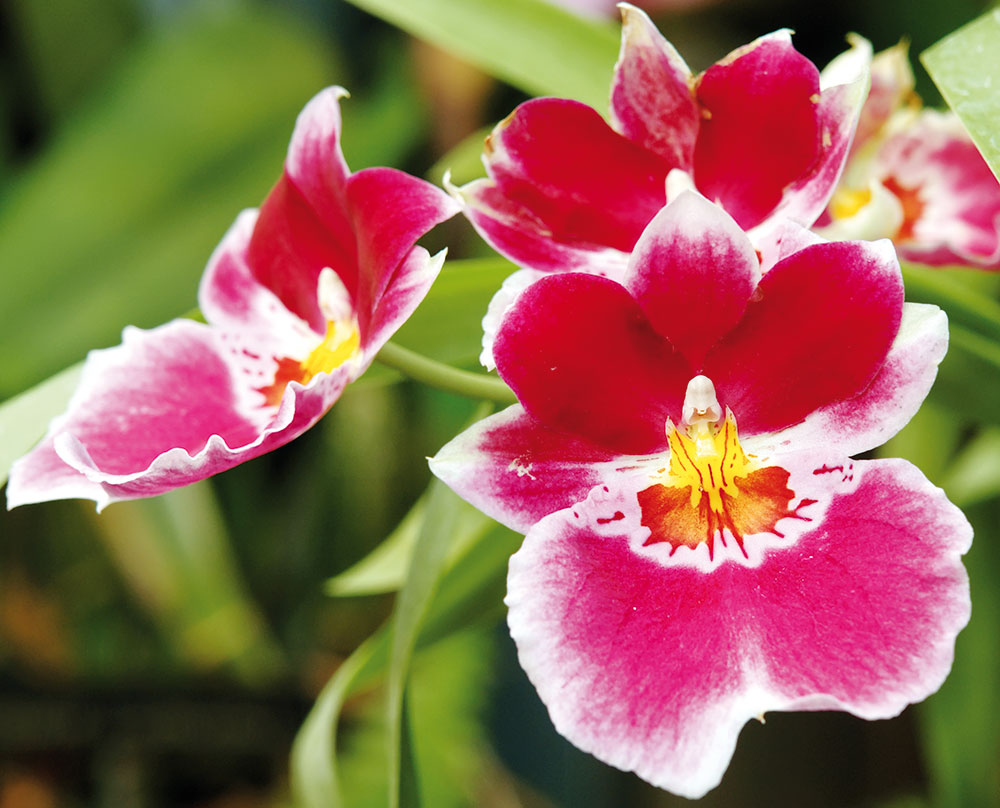 Orchideje patří k mimořádně oblíbeným pokojovým rostlinám. Nejčastěji se můžete setkat s pěstitelsky nenáročným můrovcem, zkušenější pěstitelé mohou zvolit i méně tradiční druh, například oncidium. Další volbou jsou miltonie či extravagantní vandy. foto isifa/shutterstock