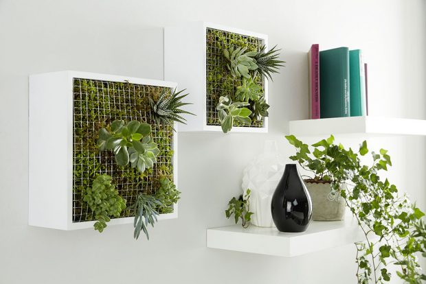Jak z jednoduchých poliček vytvořit zahradu na stěně?