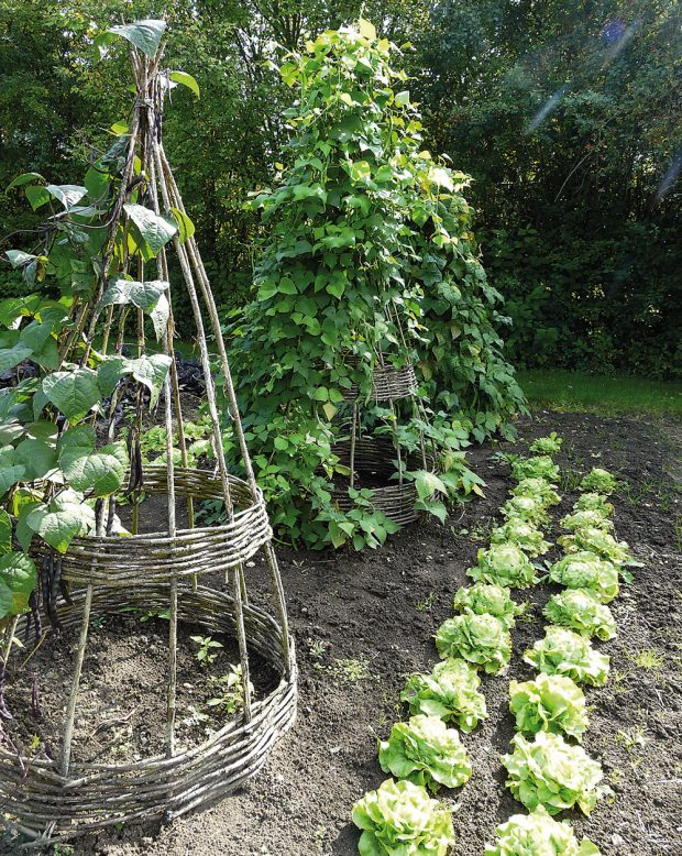Na malé zahradě můžete některé plodiny vytáhnout do výšky například na konstrukci z proutí. FOTO LUCIE PEUKERTOVÁ