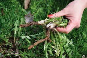Smetanku lékařskou sice většinou považujeme za obtížný plevel v trávníku, ale je všestranně využitelná v léčitelství i v kuchyni. FOTO LUCIE PEUKERTOVÁ