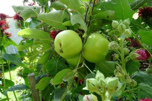 Staré odrůdy jabloní se opět vrací do českých zahrad.