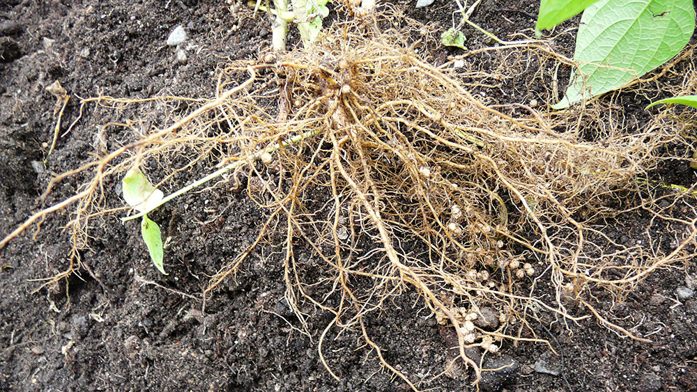 Bakterie v kořenových hlízkách bobvitých rostlin půdu zásobují dusíkem.