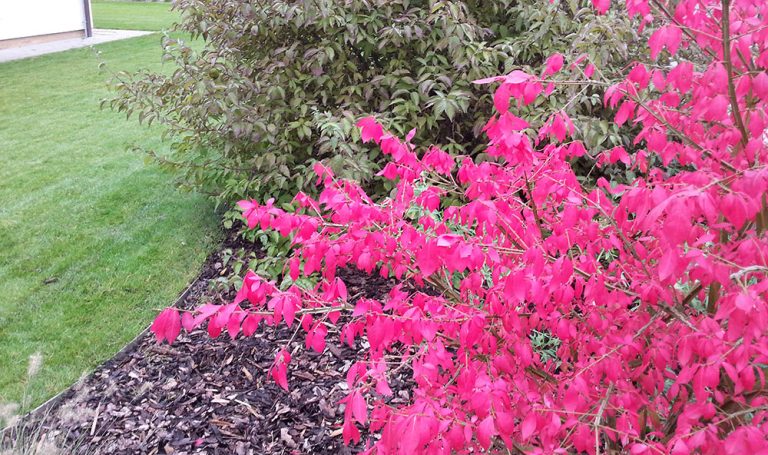 Brsleny přebarvují listy do sytě růžově červené barvy.