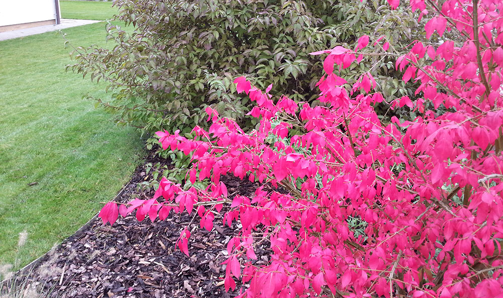 Brsleny přebarvují listy do sytě růžově červené barvy.