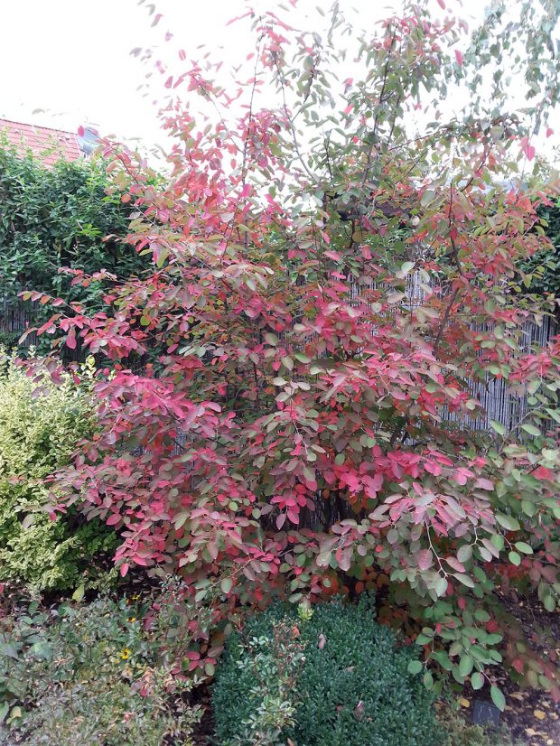 Karmínová barva listů je na podzim typická i pro některé druhy muchovníků.