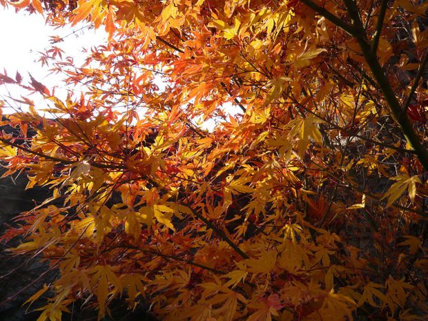 Zajímavé barvy listů nejen na podzim mají například japonské javory.