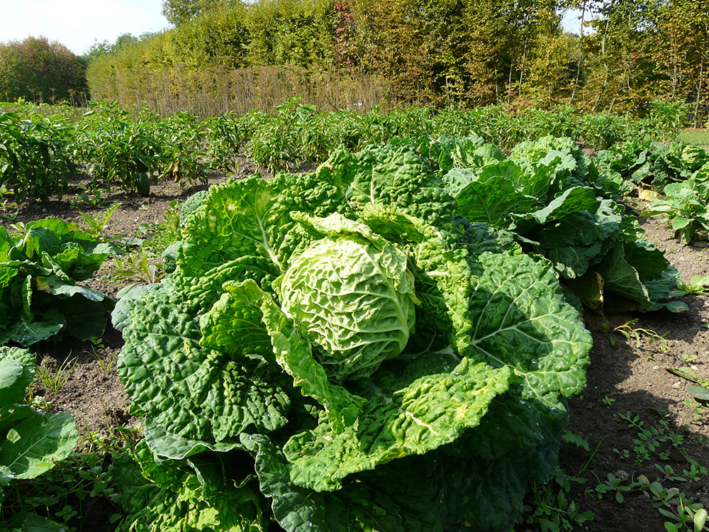 Ekologicky pěstovaná zelenina obsahuje mnohem více minerálů a vitamínů než ta, která je ošetřovaná syntetickými hnojivy a pesticidy. foto: Lucie Peukertová