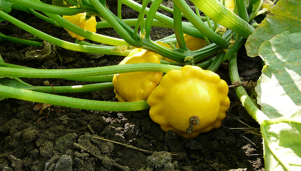 Proč se pustit do pěstování Bio zeleniny