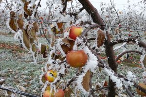 V zimě je vhodná doba pro péči o ovocné stromy. foto: Lucie Peukertová