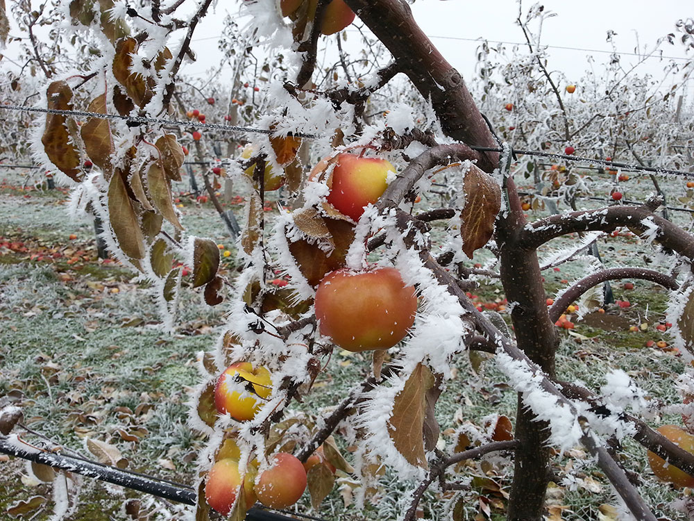 V zimě je vhodná doba pro péči o ovocné stromy. foto: Lucie Peukertová