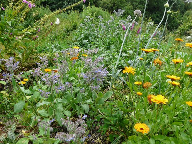 Zahradu založte na druhové pestrosti. Využijte zvláště potenciál užitečných druhů bylinek. foto: Lucie Peukertová