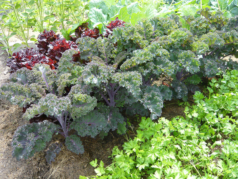 Zeleninu pěstujte v polykultuře nebo plošně malých monokulturách. foto: Lucie Peukertová