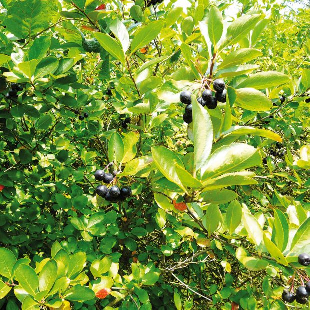 Temnoplodec černoplodý neboli černý jeřáb zaujme pozici v keřovém patře mezi vzrůstnějšími druhy ovocných dřevin. FOTO LUCIE PEUKERTROVÁ