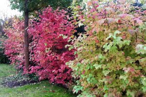 Dřeviny vybírejte i s ohledem na jejich podzimní zbarvení. foto: Lucie Peukertová