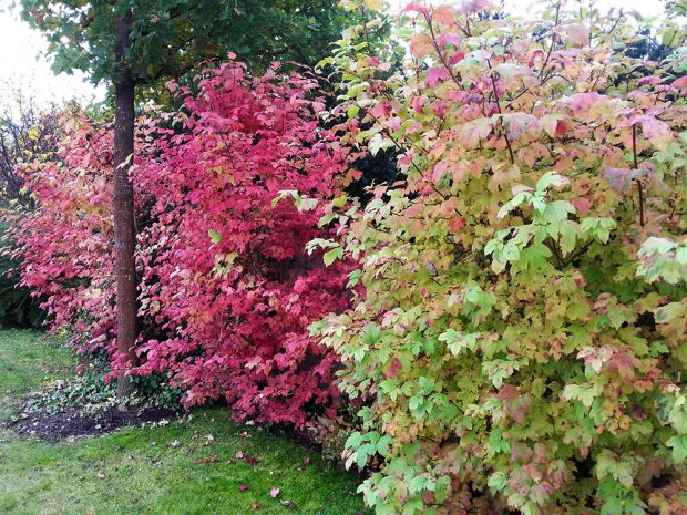 Dřeviny vybírejte i s ohledem na jejich podzimní zbarvení. foto: Lucie Peukertová