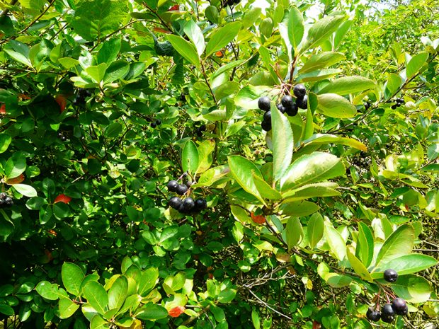 Temnoplodec černoplodý je ovocný keř nebo také roubovaný stromek.