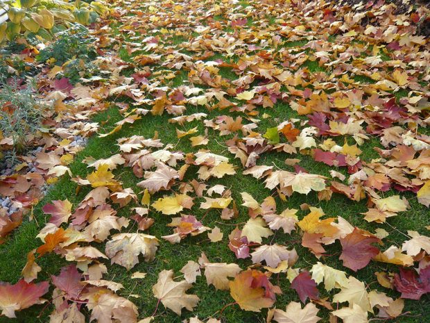 Okrasný trávník pravidelně zbavujte spadaného listí. foto: Lucie Peukertová
