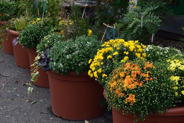Rostliny pěstované v nádobách jsou již na podzim vystaveny poměrně nízkým teplotám. foto: Lucie Peukertová